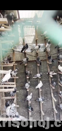 Racer & Gerubaz pigeons